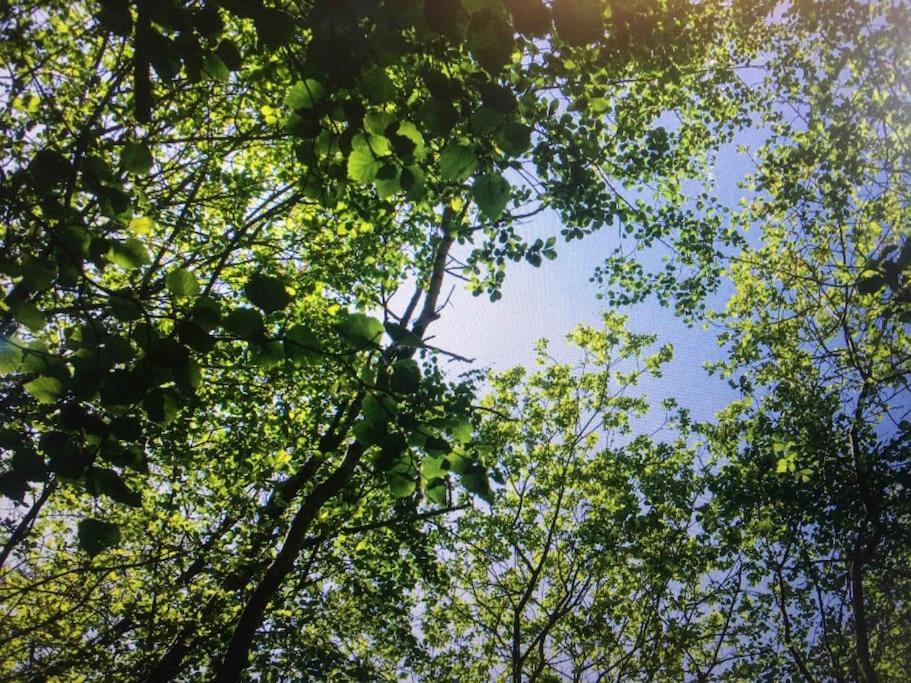 Sturry Cosy Woodland Romantic Retreat With Log Fires And Nature מראה חיצוני תמונה