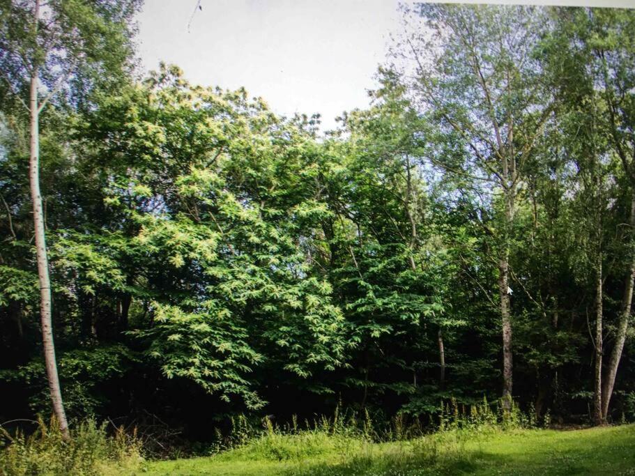 Sturry Cosy Woodland Romantic Retreat With Log Fires And Nature מראה חיצוני תמונה